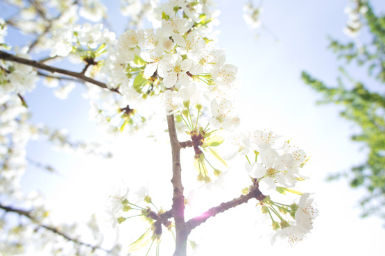 JOELIX.com | White blossom blue sky