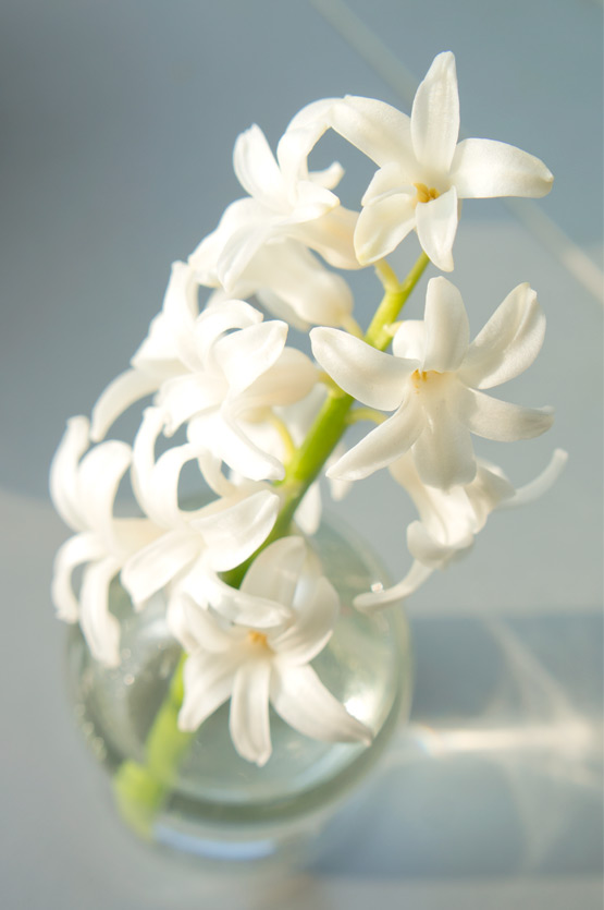 JOELIX.com | White hyacinth flower