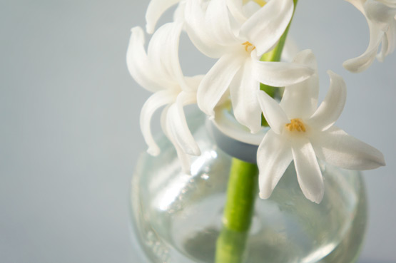 JOELIX.com | White hyacinth flower