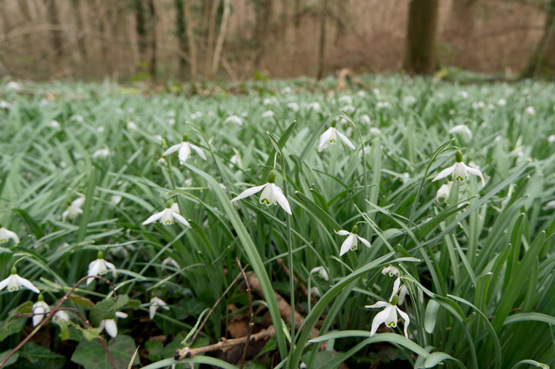 JOELIX.com | White snowdrops in the forest