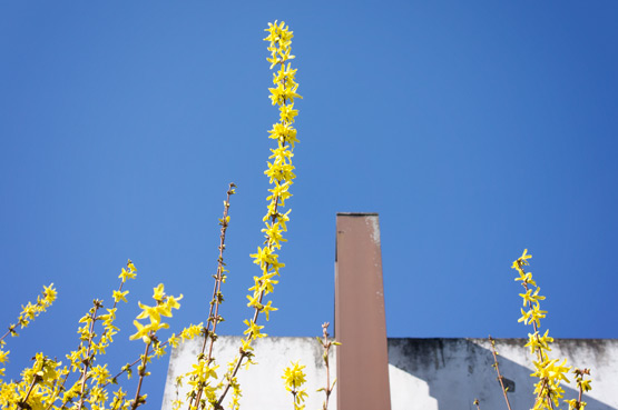 JOELIX.com | Yellow Forsythia and blue sky at Studio Sapique in France