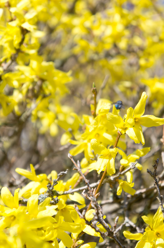 JOELIX.com | Yellow Forsythia at Studio Sapique in France