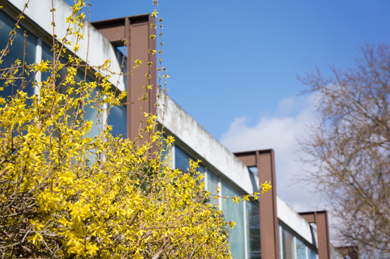 JOELIX.com | Yellow Forsythia and blue sky at Studio Sapique in France