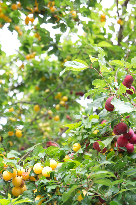JOELIX.com | yellow and red plums