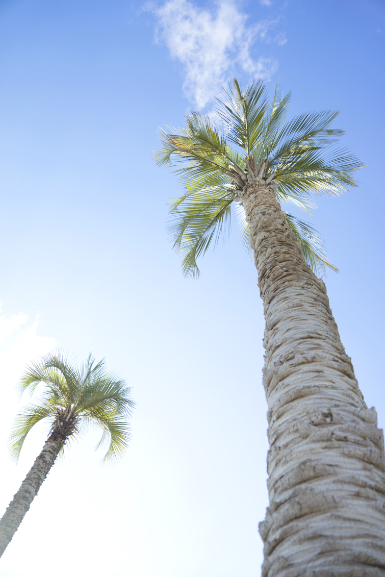 JOELIX.com | Spanish palm trees