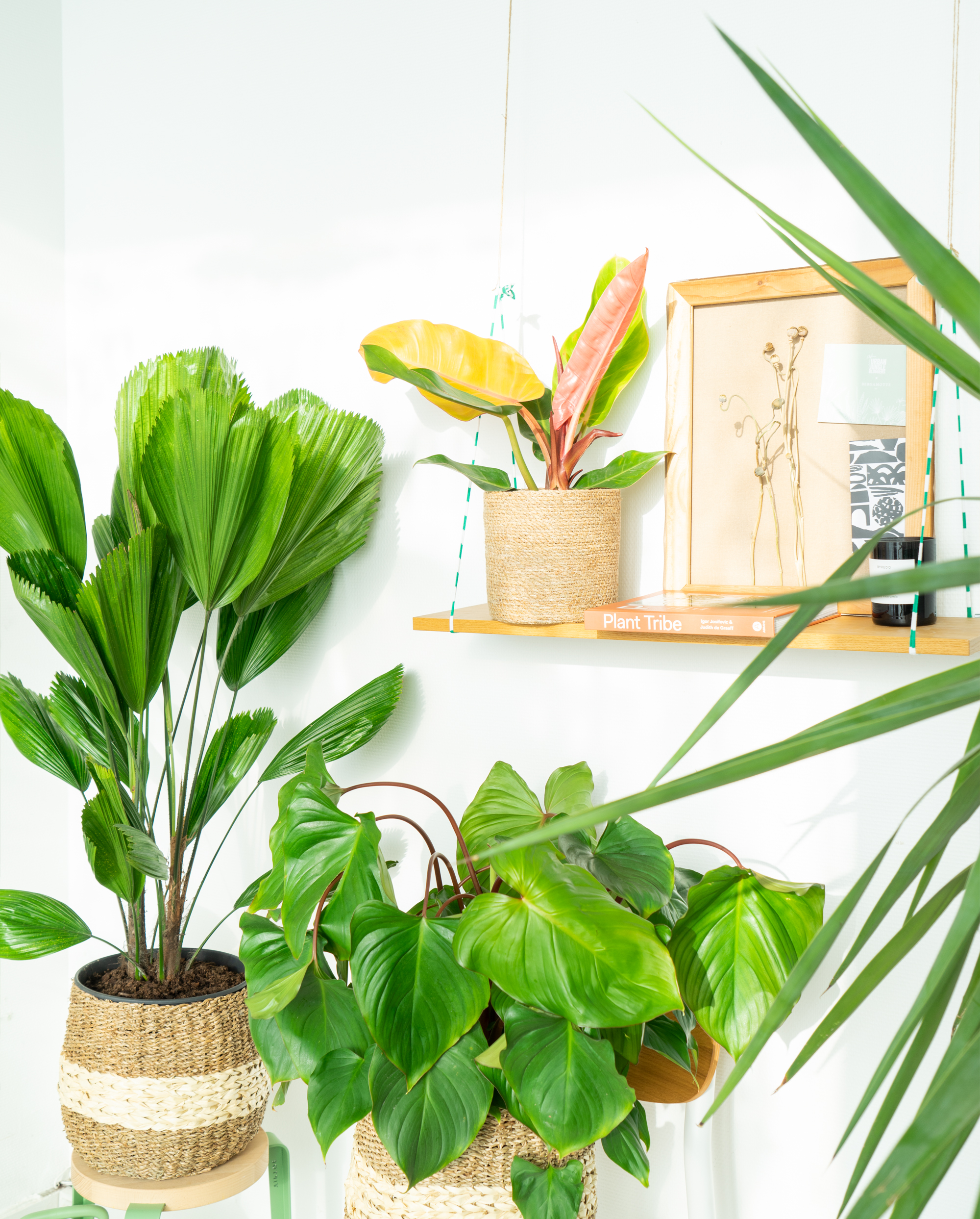 JOELIX.com | Jungle Tribe collection with Bergamotte #urbanjunglebloggers