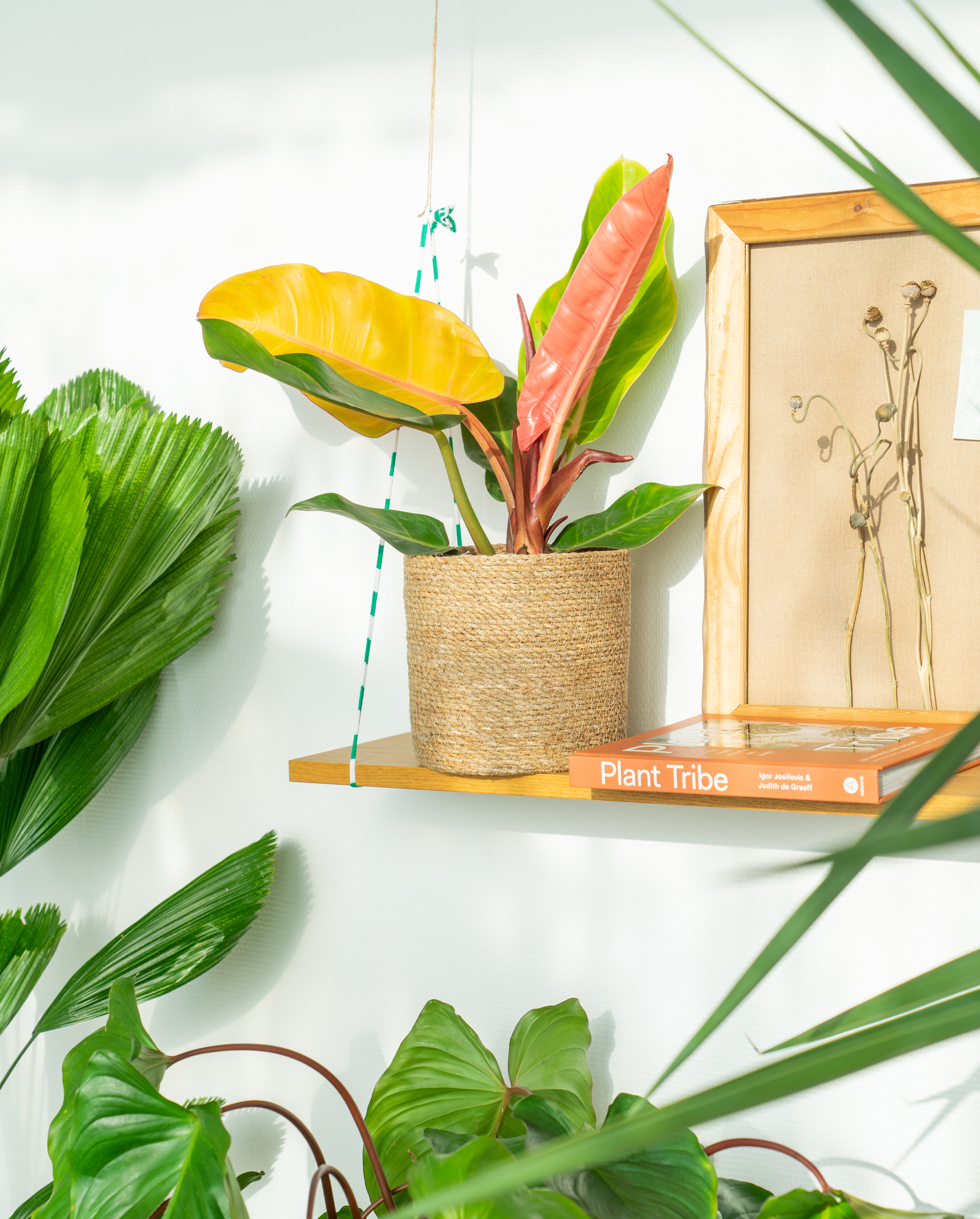 JOELIX.com | Jungle Tribe collection with Bergamotte #urbanjunglebloggers