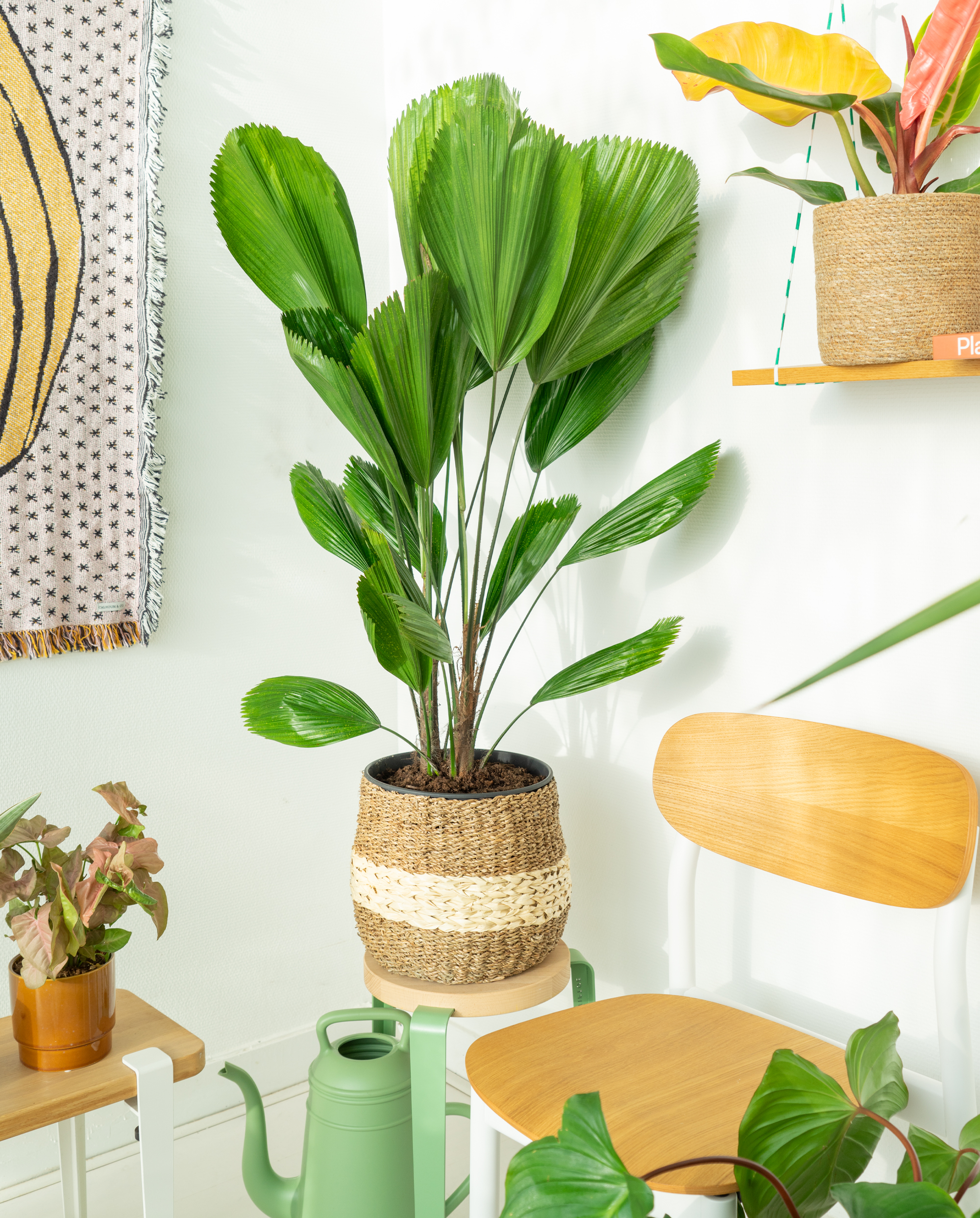 JOELIX.com | Jungle Tribe collection with Bergamotte #urbanjunglebloggers