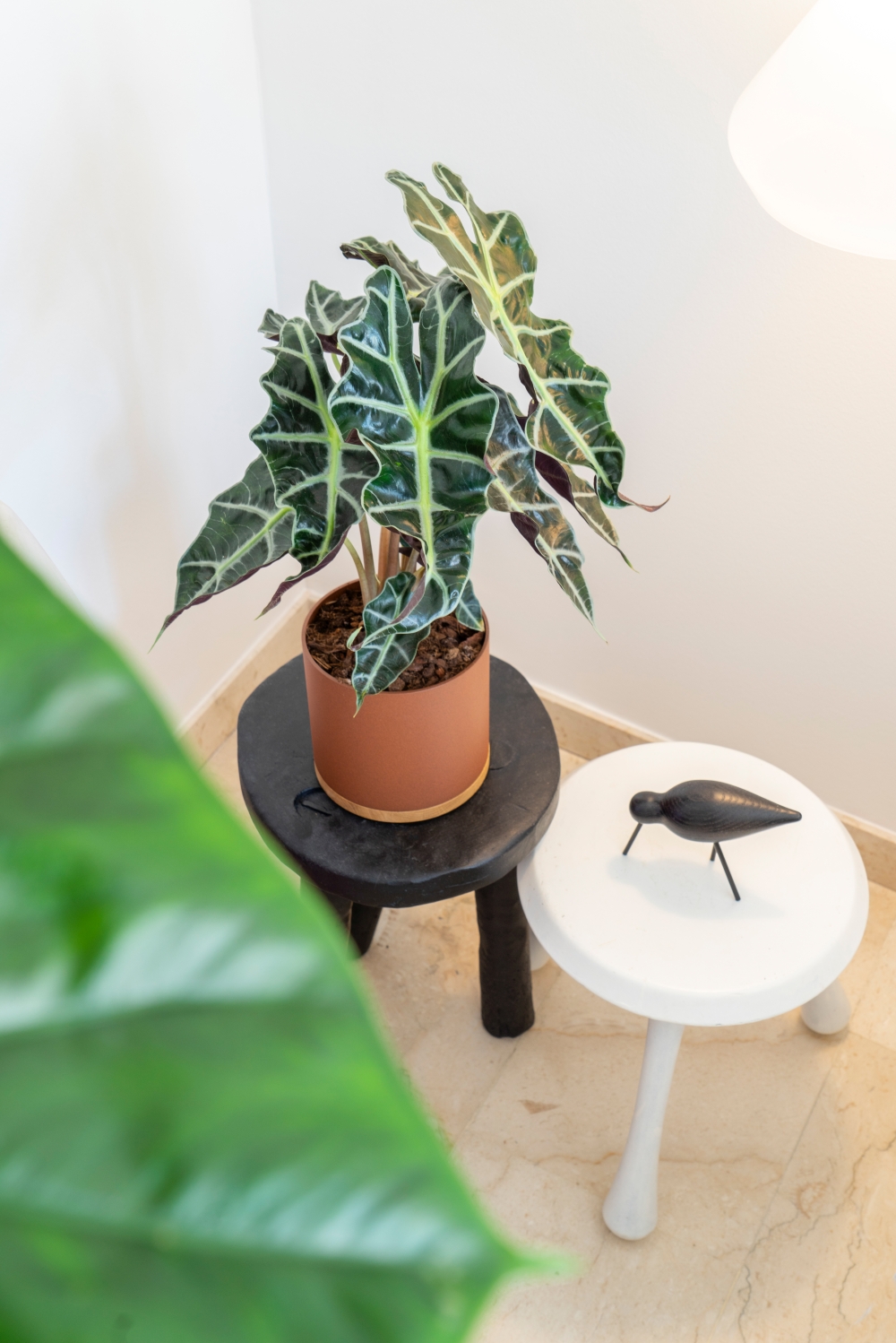 JOELIX.com | Plant Collectors VIJ5 dutch design #urbanjunglebloggers