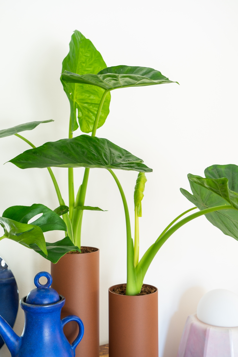 JOELIX.com | Plant Collectors VIJ5 dutch design #urbanjunglebloggers