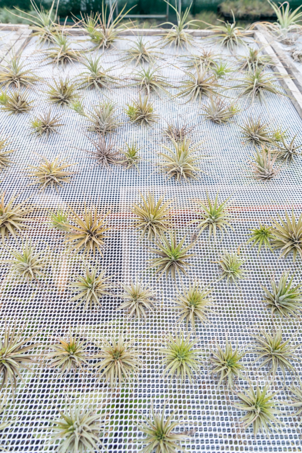 JOELIX.com | Liloo Tillandsia nursery Ardèche