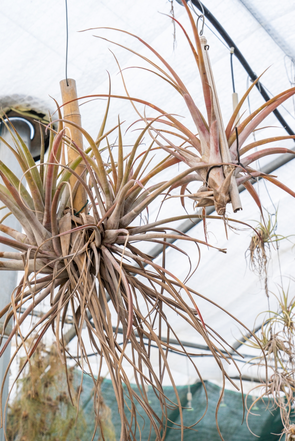 JOELIX.com | Liloo Tillandsia nursery Ardèche