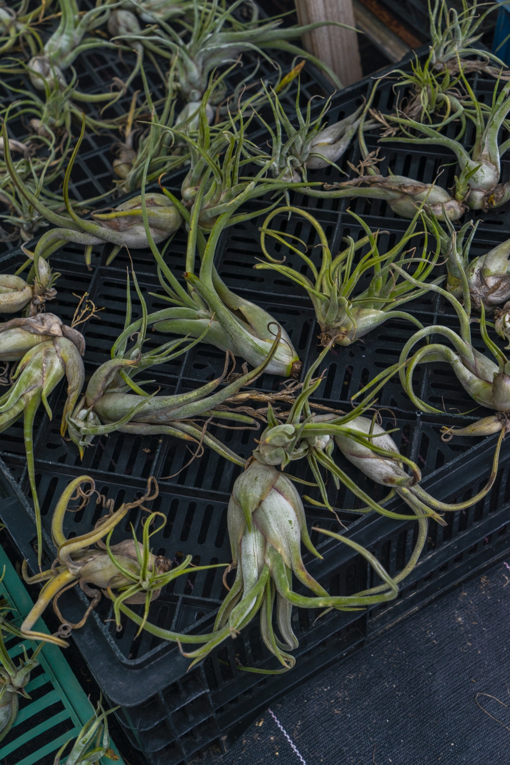 JOELIX.com | Liloo Tillandsia nursery Ardèche