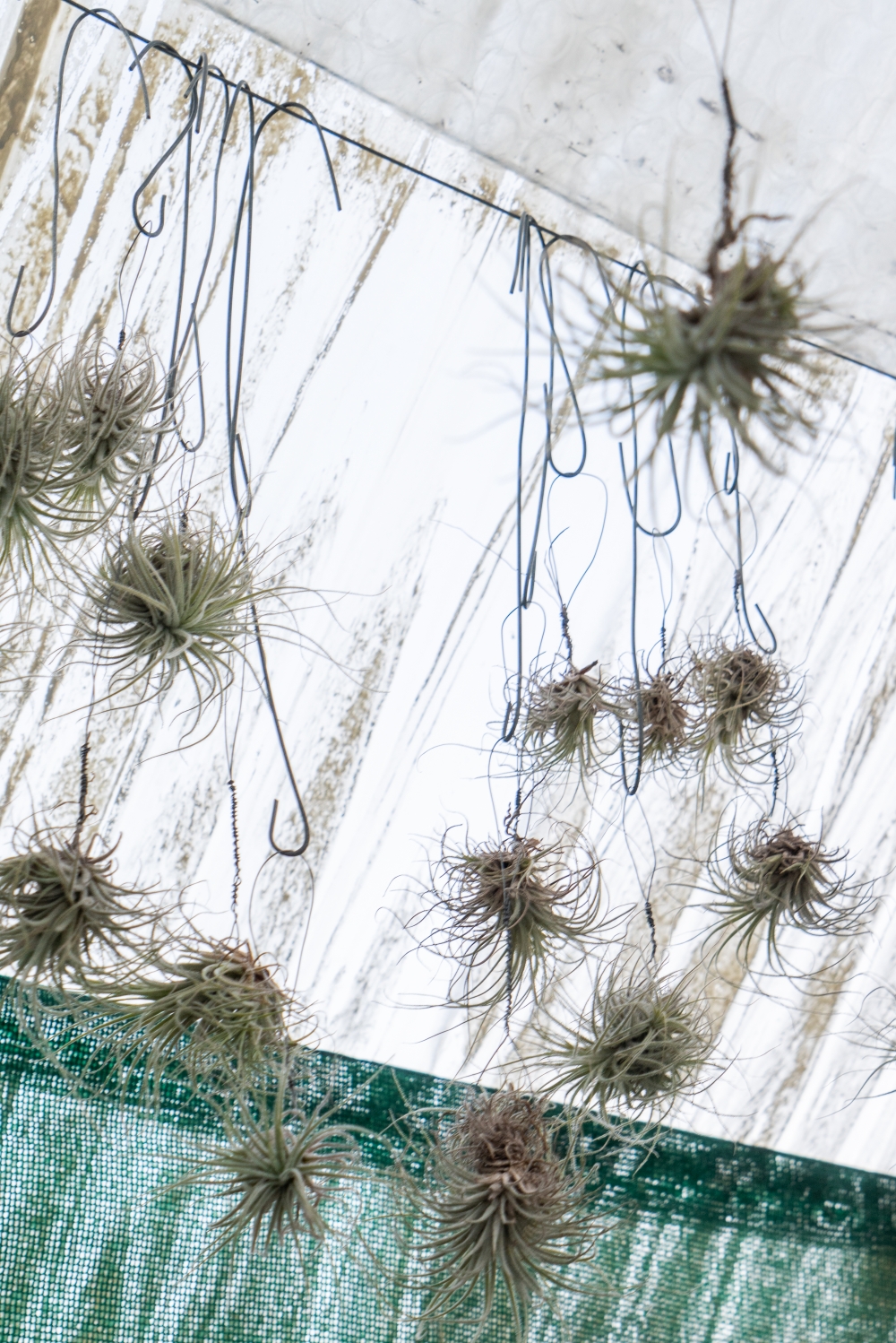 JOELIX.com | Liloo Tillandsia nursery Ardèche