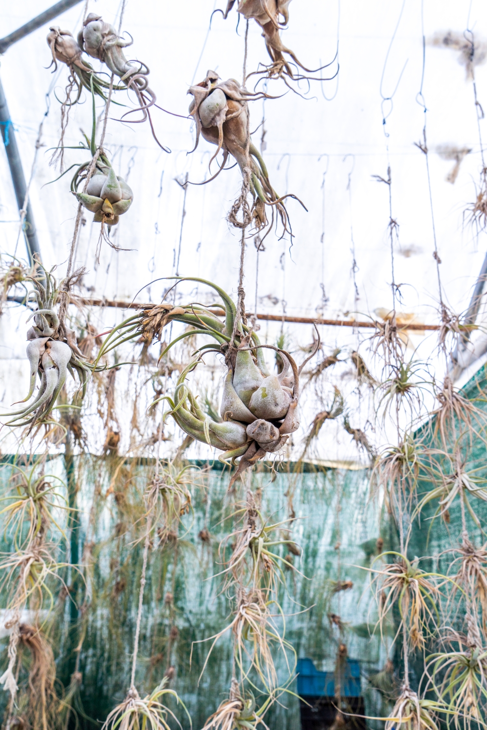 JOELIX.com | Liloo Tillandsia nursery Ardèche