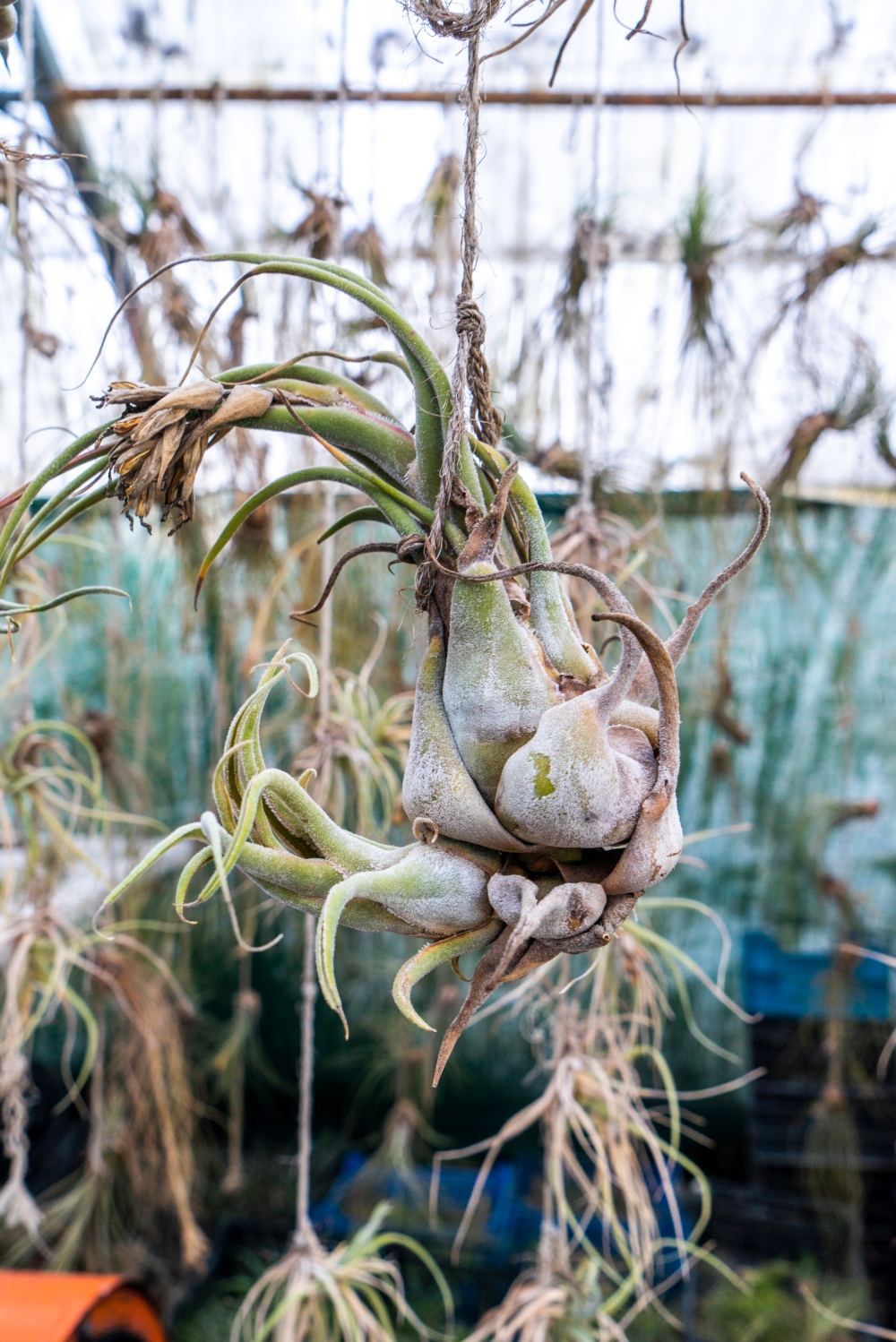 JOELIX.com | Liloo Tillandsia nursery Ardèche