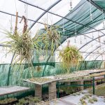JOELIX.com | Liloo Tillandsia nursery Ardèche