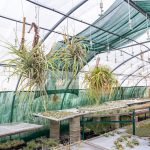 JOELIX.com | Liloo Tillandsia nursery Ardèche