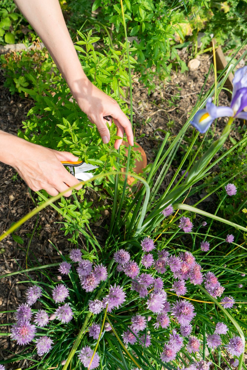 JOELIX.com | Fiskars Happy Bees gardening tools waterwheels