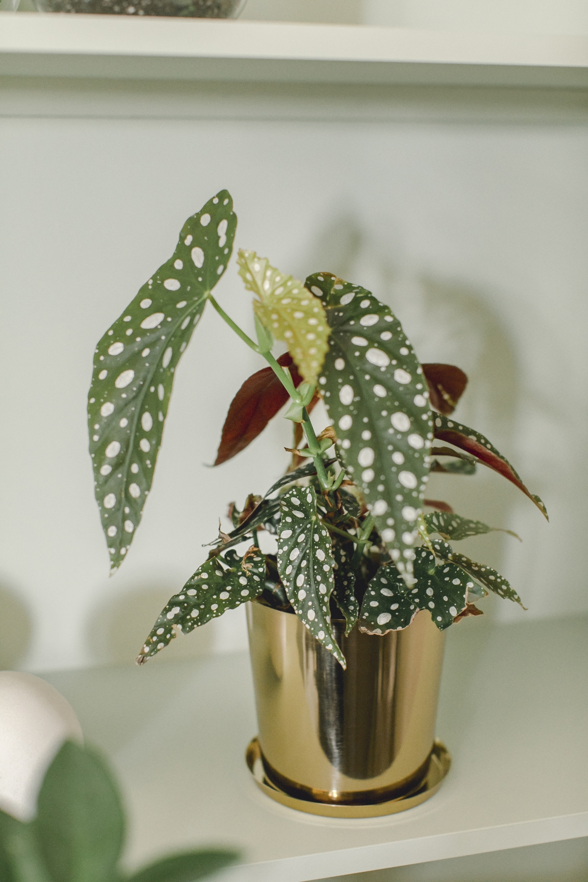 JOELIX.com | Spring Collection H&M Home with houseplants and Urban Jungle Bloggers