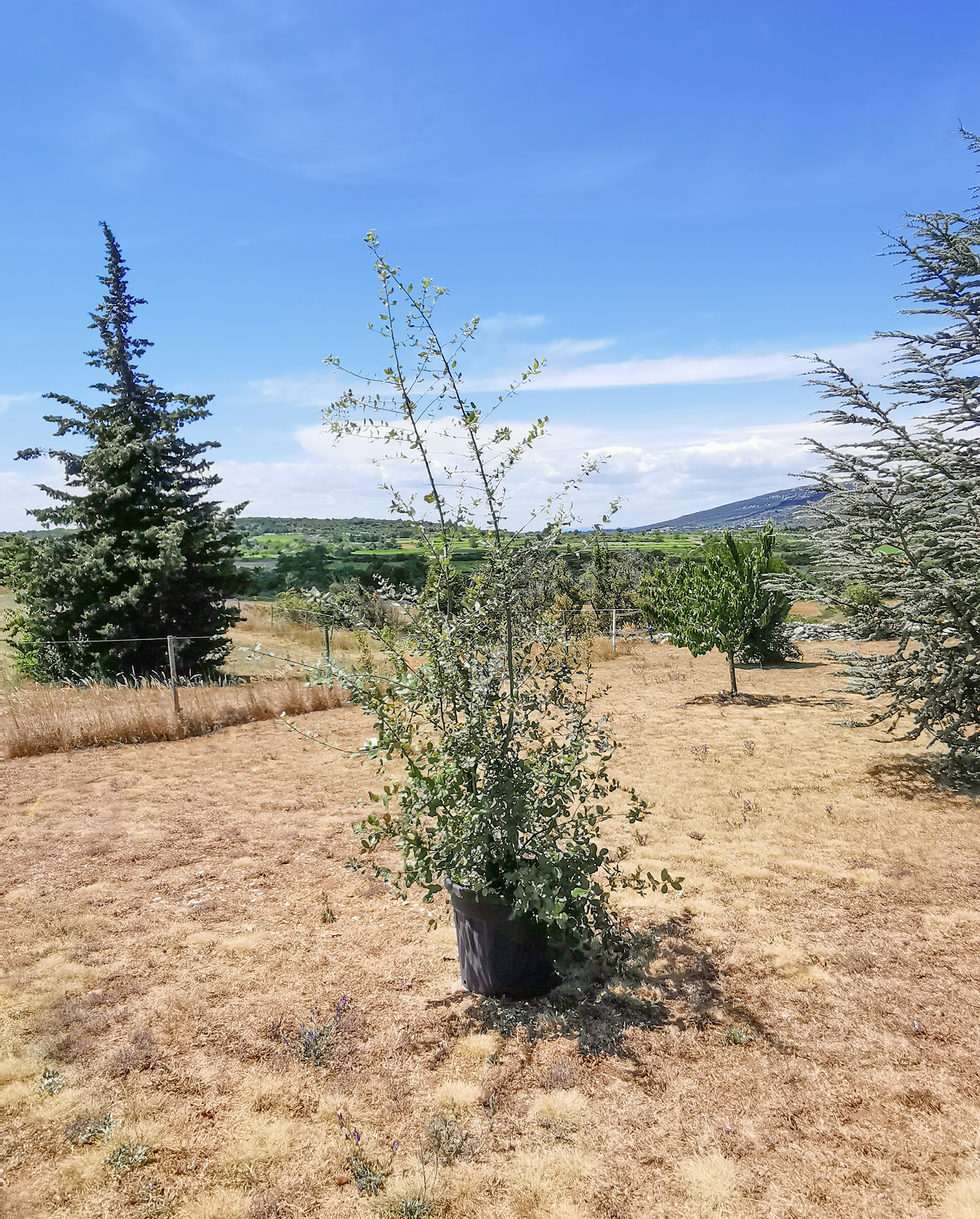JOELIX.com | Planting trees with Arbres & Co Mainaud Pépinieres Yuzu tree chene liege