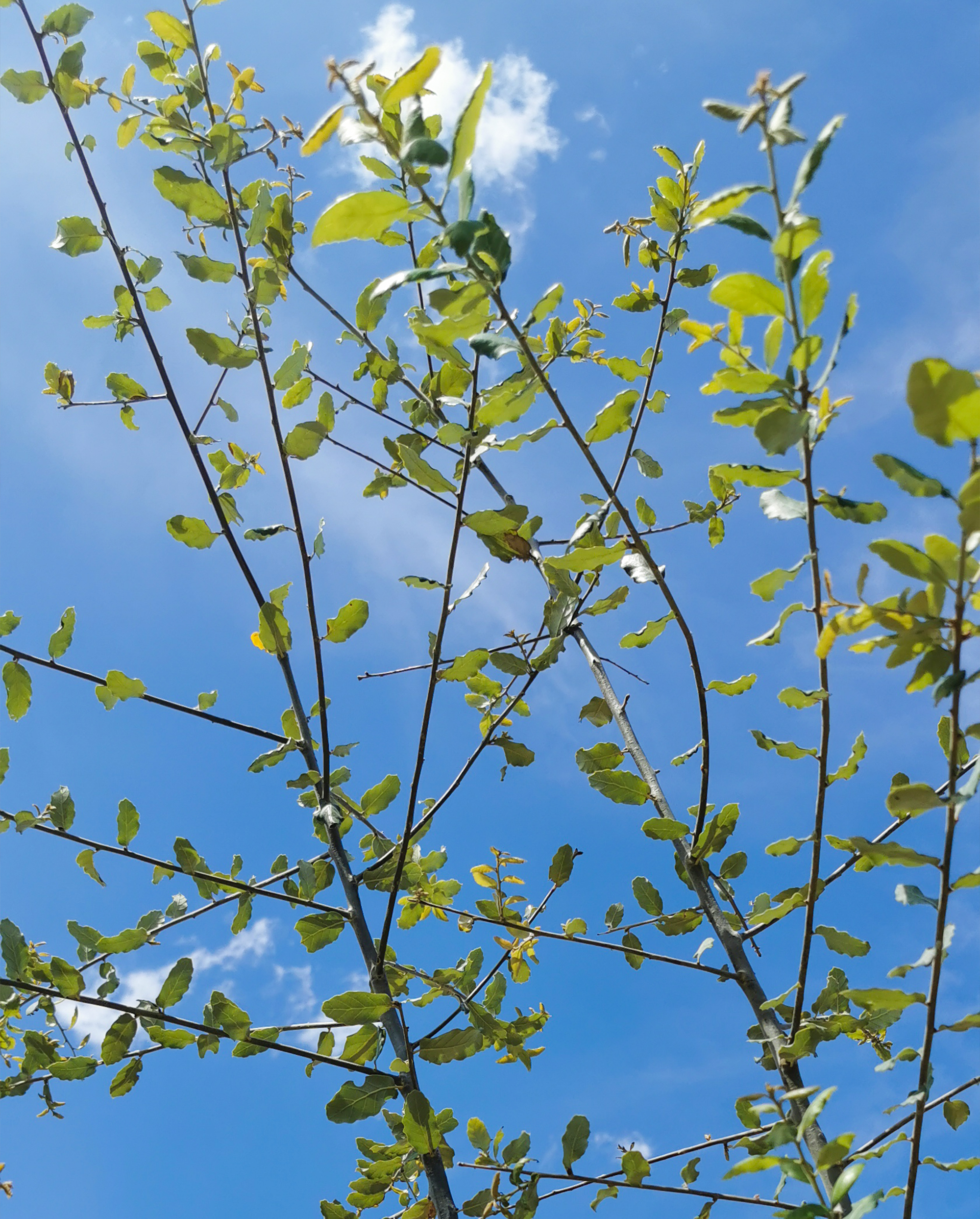 JOELIX.com | Planting trees with Arbres & Co Mainaud Pépinieres Yuzu tree chene liege