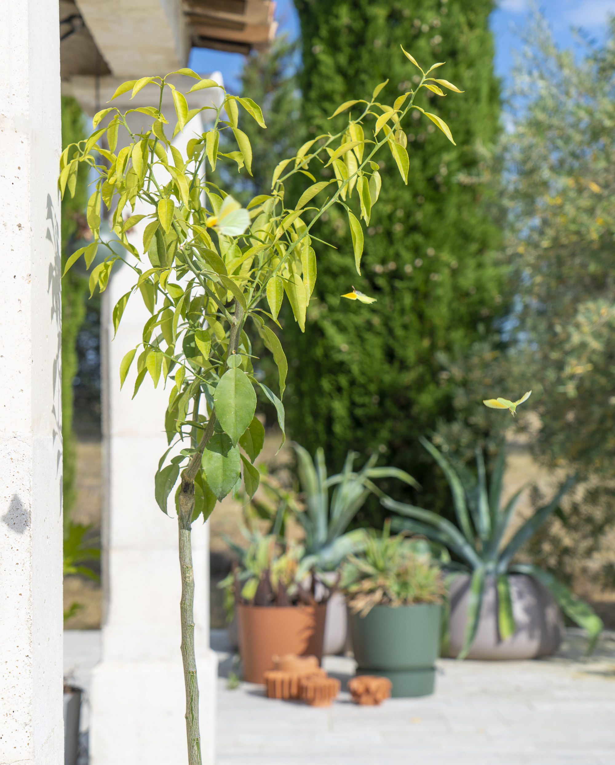 JOELIX.com | Planting trees with Arbres & Co Mainaud Pépinieres Yuzu tree chene liege